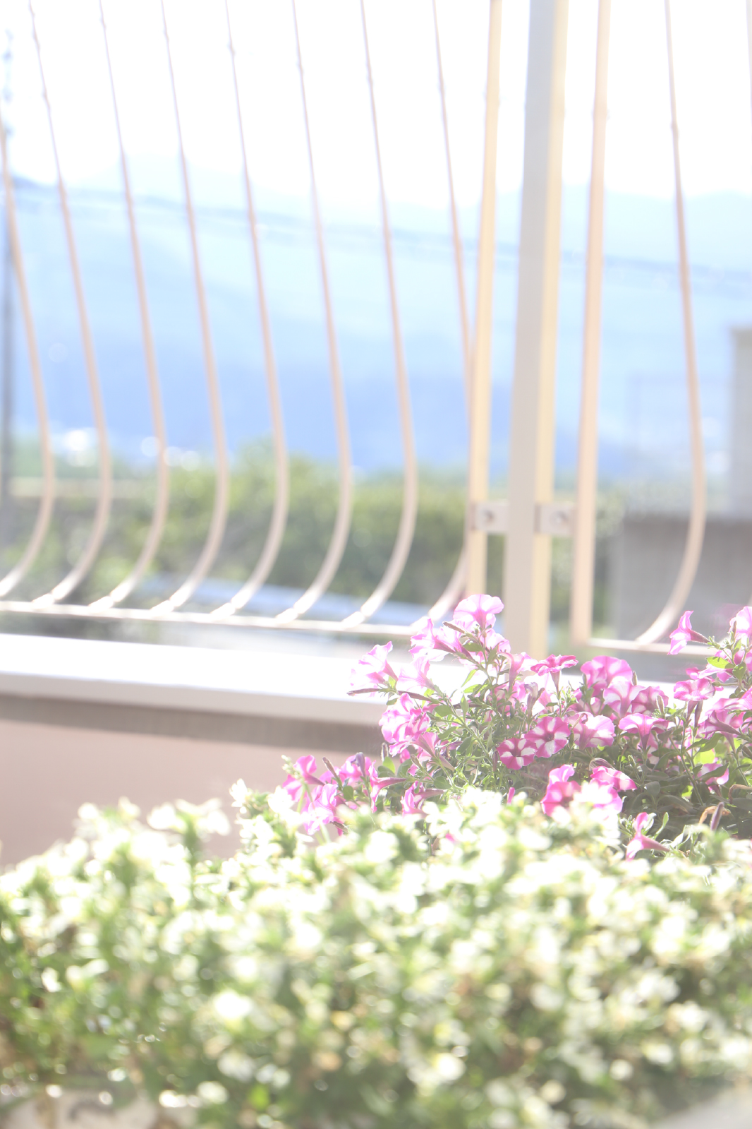 花壇の風景写真